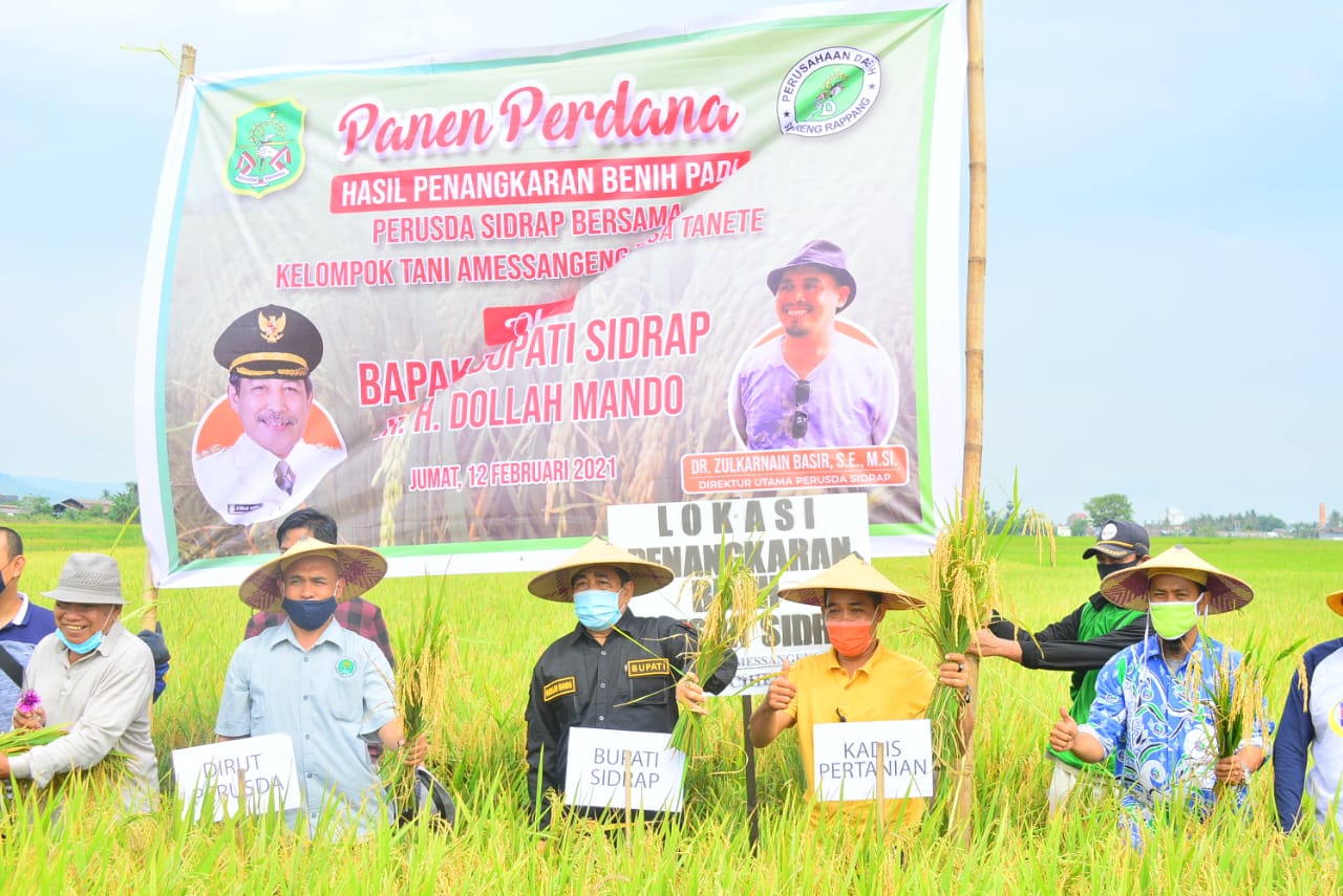 Dollah Panen Perdana Benih Penangkaran