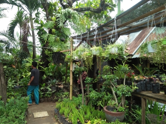 Minat Mulai Menurun, Terjual Tinggal 30 Pot Perhari