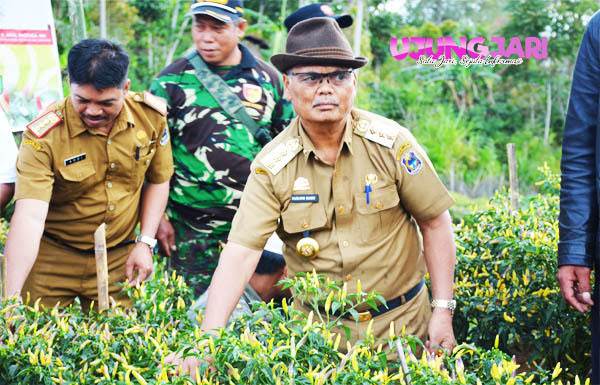 Stok Kurang Harga Cabai Melonjak Tajam