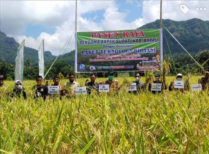 Panen Perdana di Barru, Paket Teknologi Biotani Plus Mampu Tingkatkan Produksi