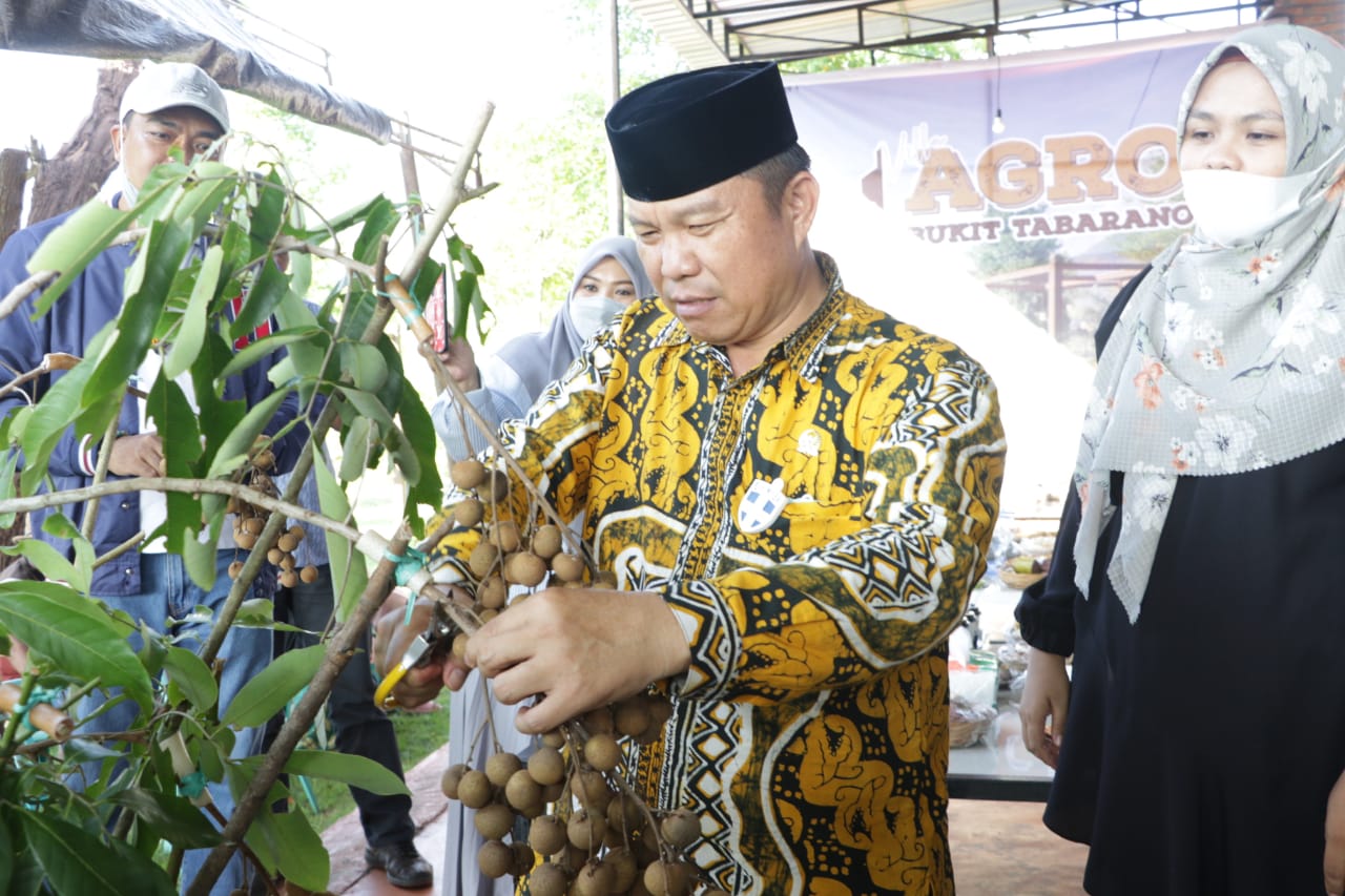Bupati Panen Perdana Kelengkeng