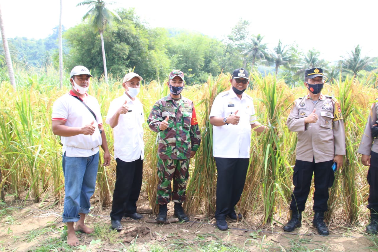 Wabup Panen Padi Ladang