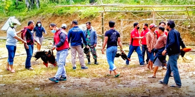 Lagi, Tujuh Penjudi Sabung Ayam Ditangkap