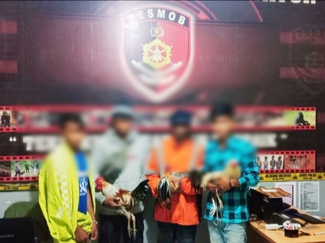 Empat Orang Tertangkap Judi Sabung Ayam