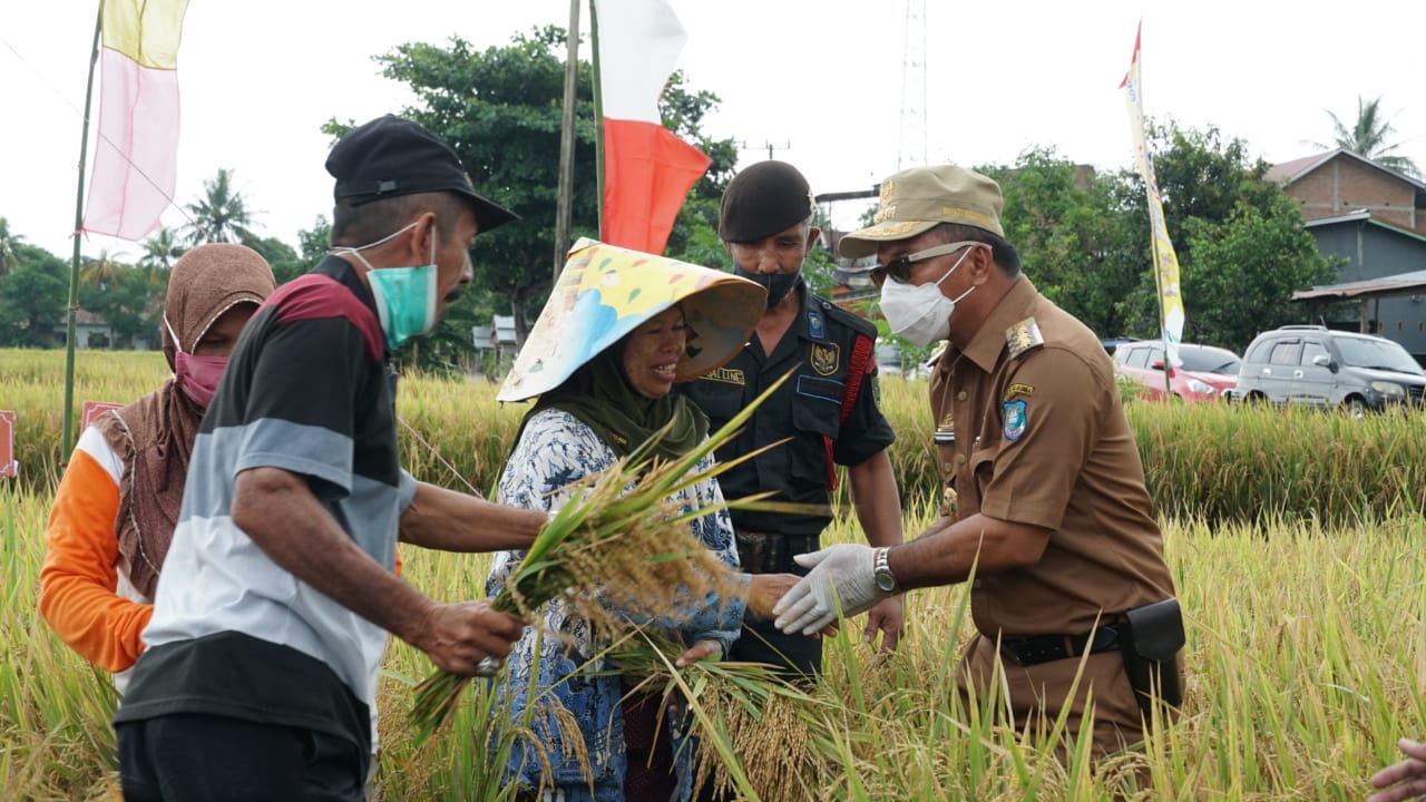 Bupati Panen Raya di Bontoraja