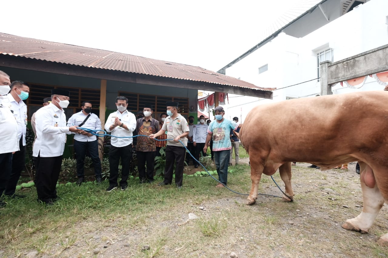 Mentan Sumbang Sapi Kurban Seberat 500 Kg