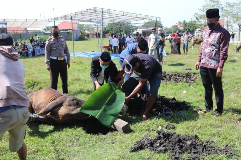 181 Ekor Sapi Disembelih di Jeneponto