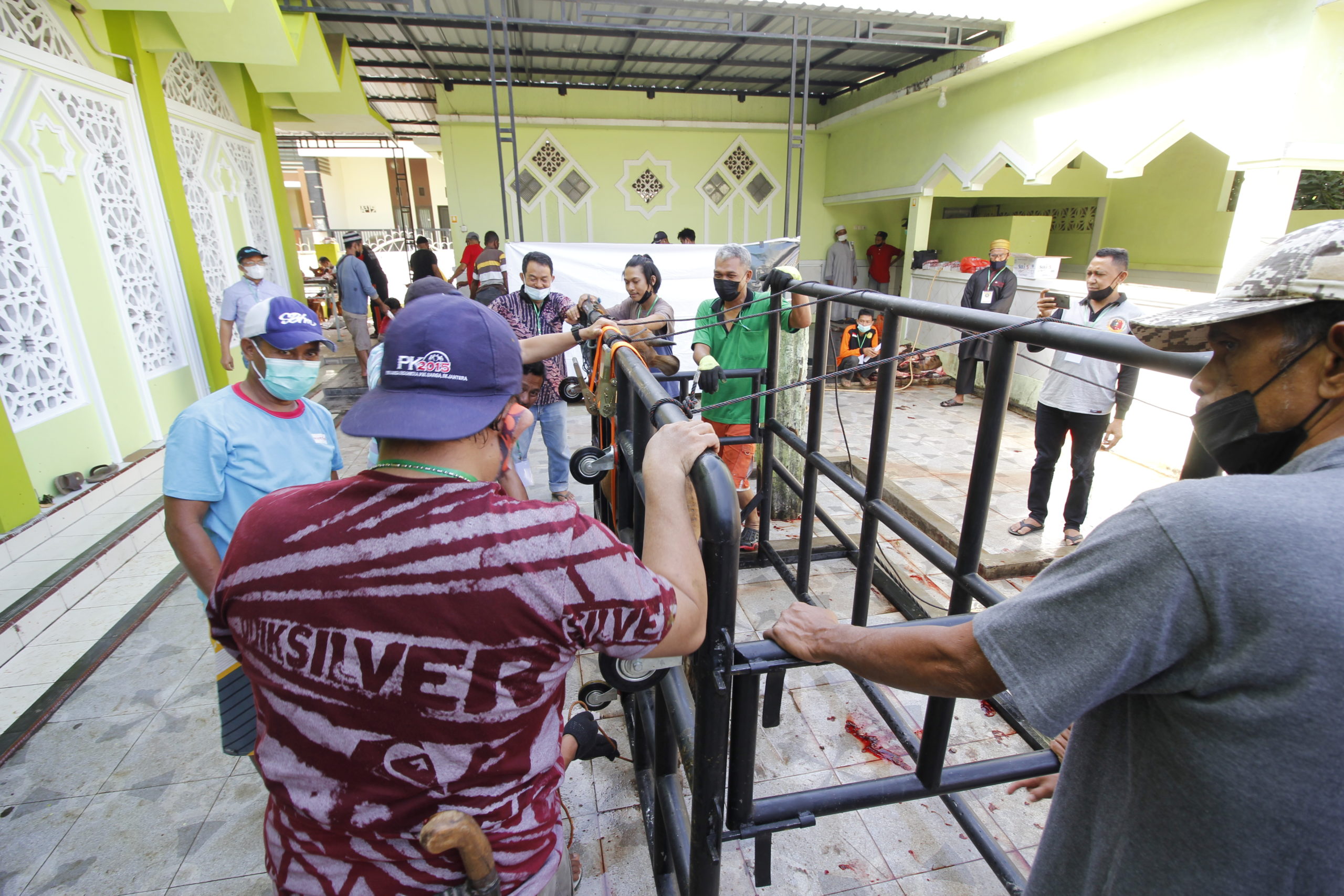 Dengan Alat Perebah, 26 Ekor Sapi Dipotong Hanya Lima Jam
