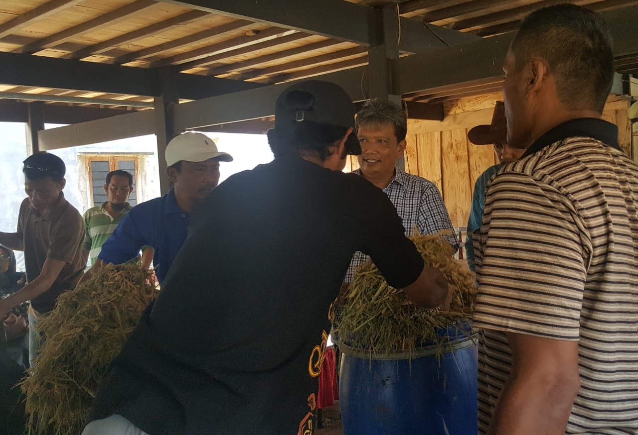 Fakultas Peternakan Unhas Pelatihan Silase Jagung untuk Pakan Ternak