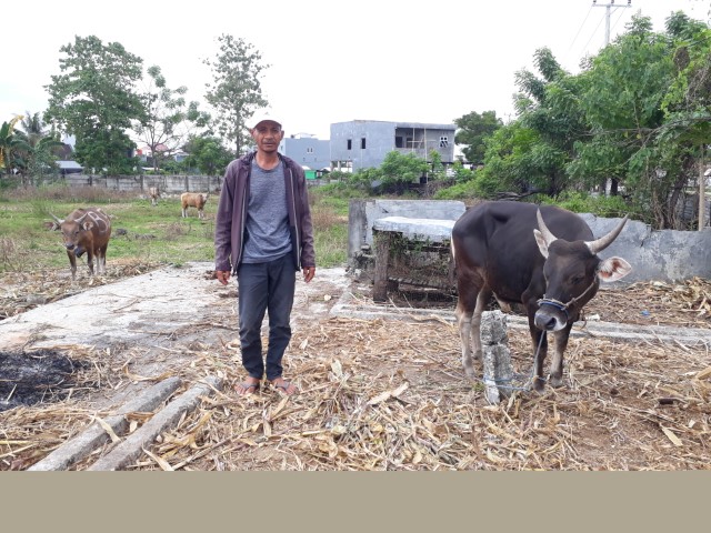 Penjualan Sapi untuk Kurban Mulai Membaik