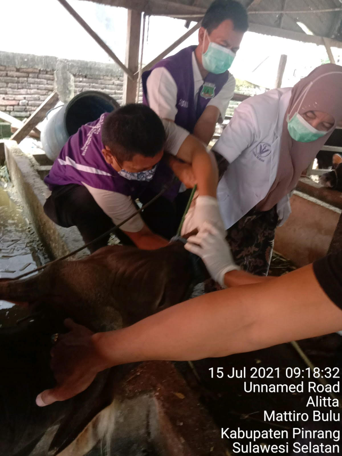 Distanbun Sebut Sapi Layak Qurban