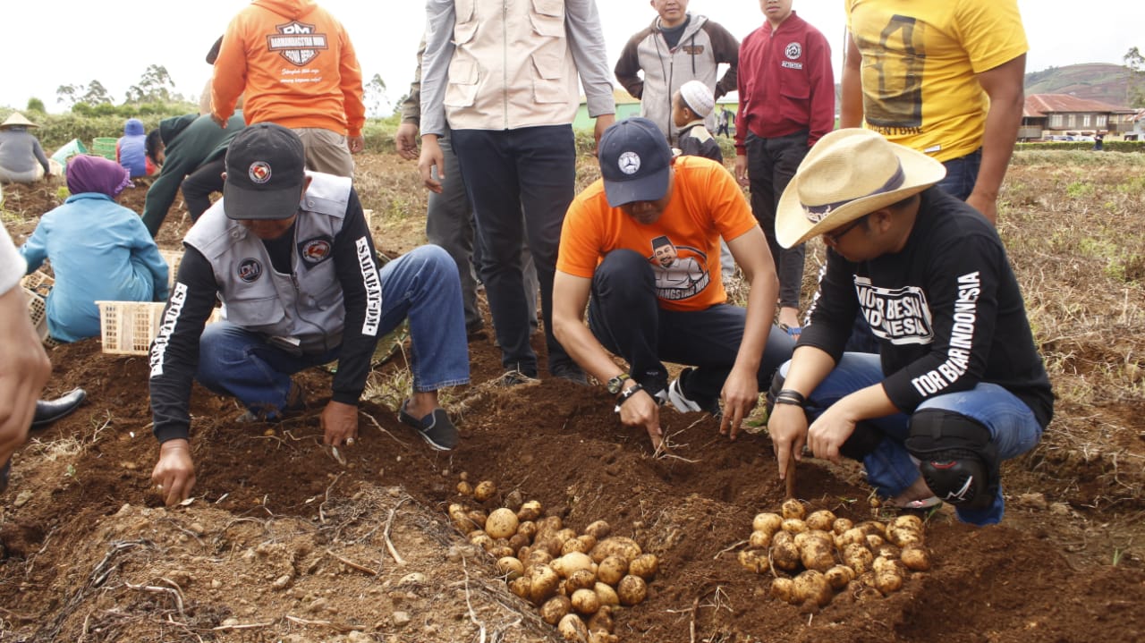 DM Sambangi Petani Pattapang, Ikut Panen Kentang