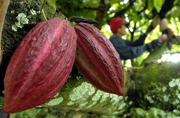 Desa Pappandangan Kembangkan Coklat Pucuk