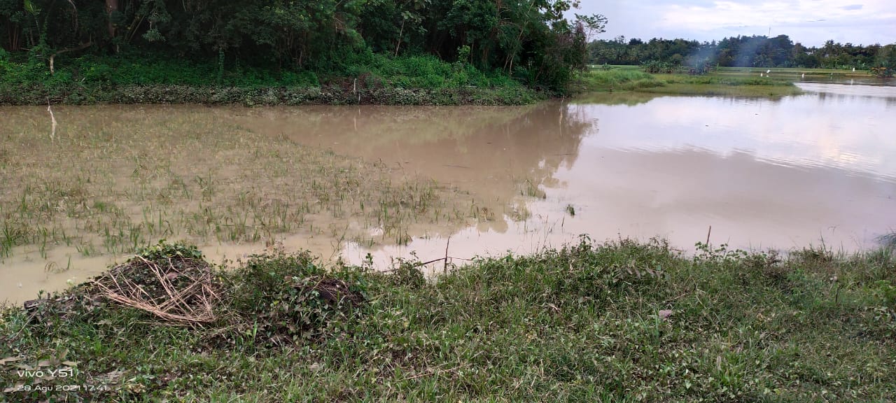 Petani Rugi Capai Ratusan Miliyar