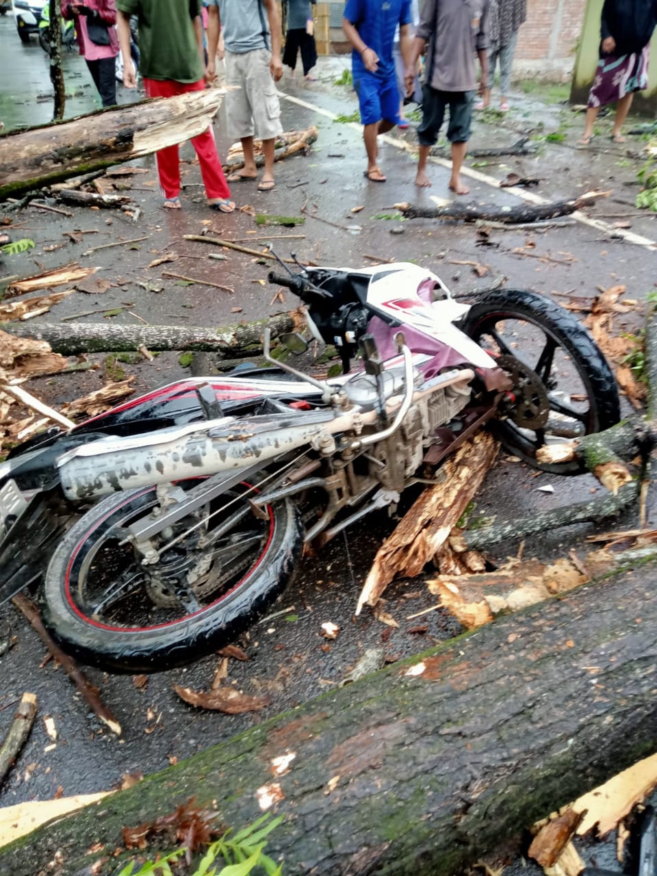 Satu Tewas, Dua Terluka Tertimpa Pohon Tumbang