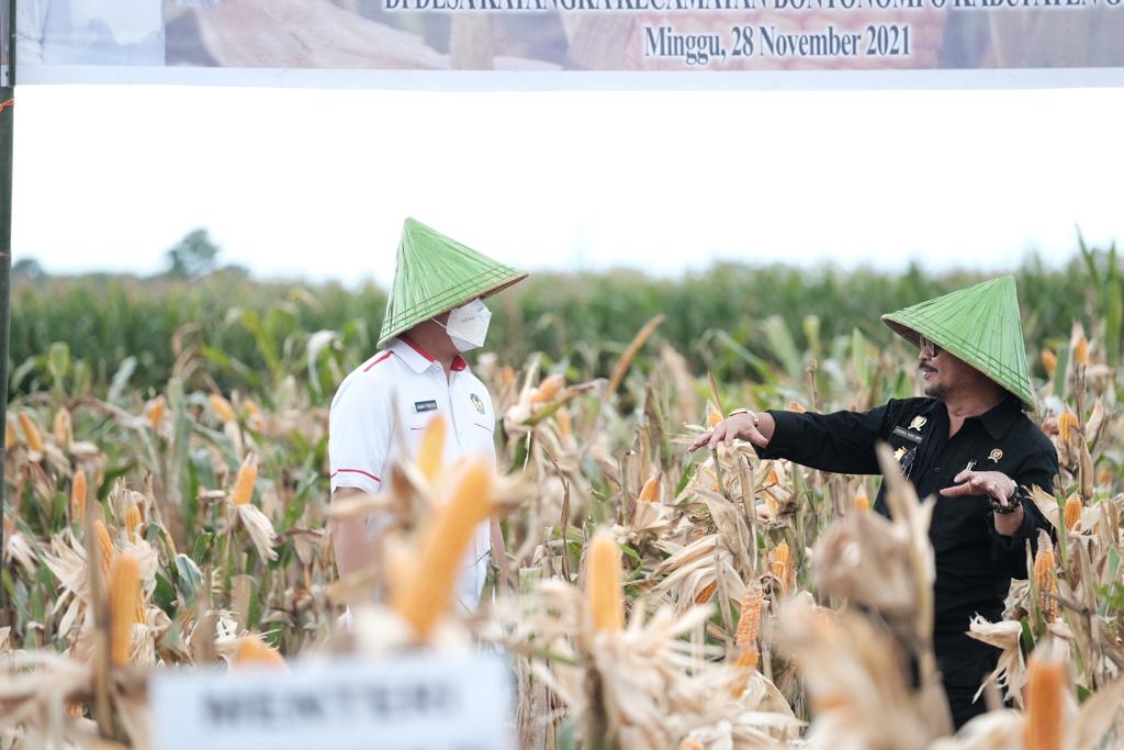 Mentan Lakukan Pengembangan Kawasan Jagung