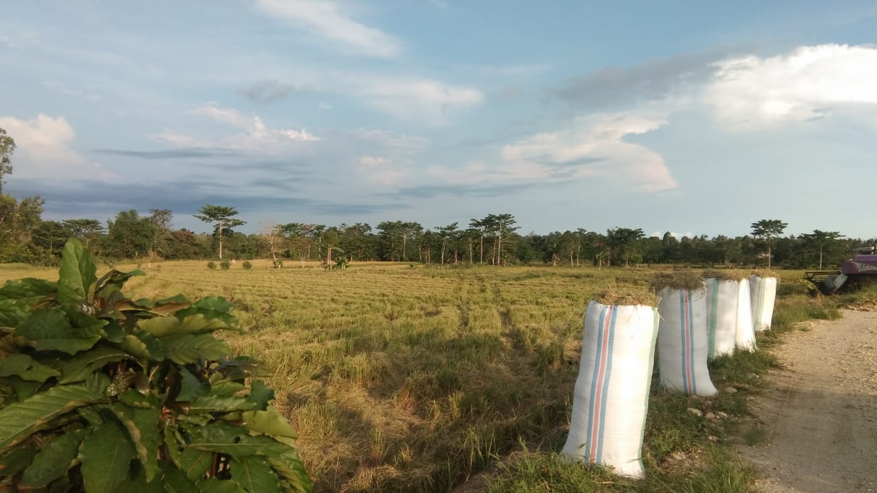 Bupati Lutim Dukung Serapan GKP