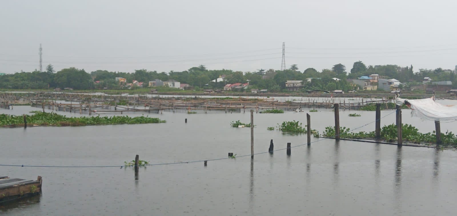 Dampak Banjir, Petani Tambak Alami Kerugian