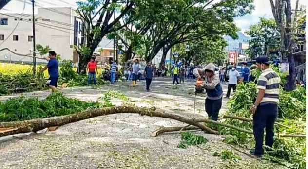 Theo Intruksikan Pangkas Pohon