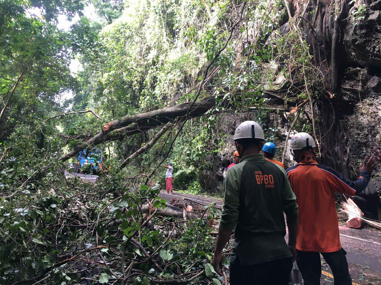 Pohon Tumbang Jalan  Poros Camba  Menimpa Mobil yang Melintas