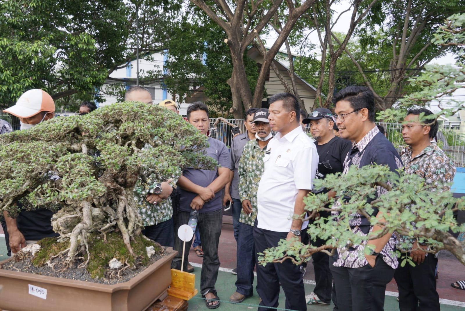 Pertama Kali Gelar Pameran, Bonsai Bulukumba Pecahkan Rekor