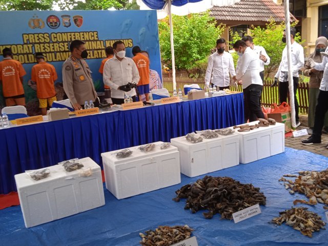 Daging Penyu Ilegal  Dipasok ke Restoran