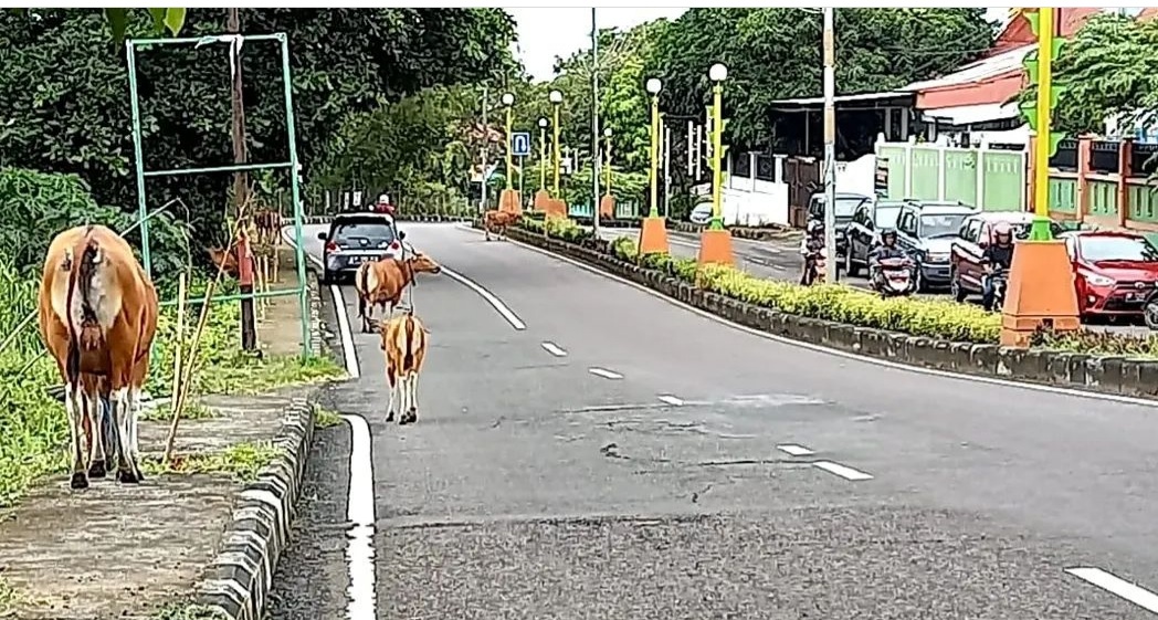 Langgar Perda, Pemilik Ternak Disanksi