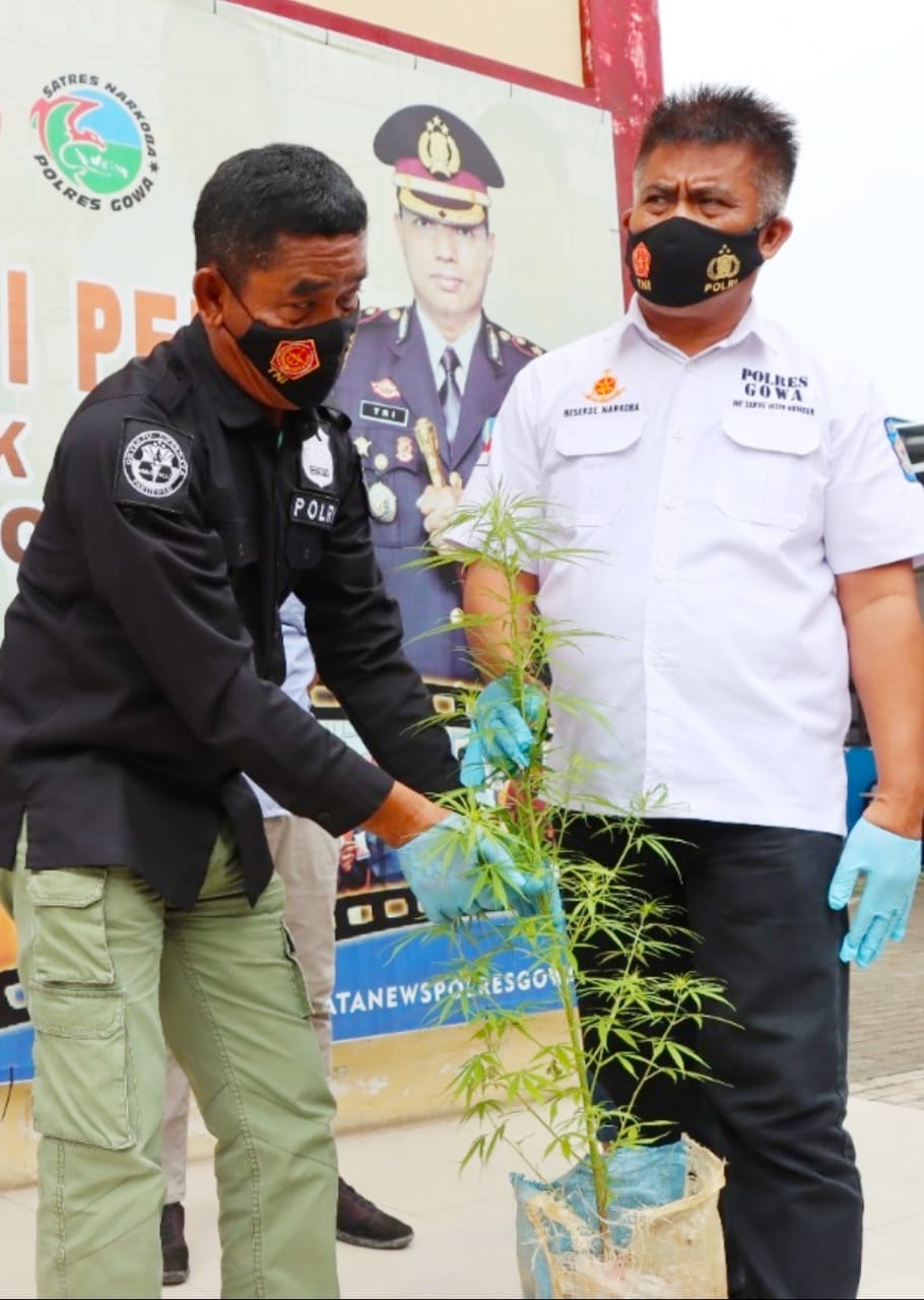 Polisi Sisir Lokasi Penemuman Tanaman Serupa Ganja
