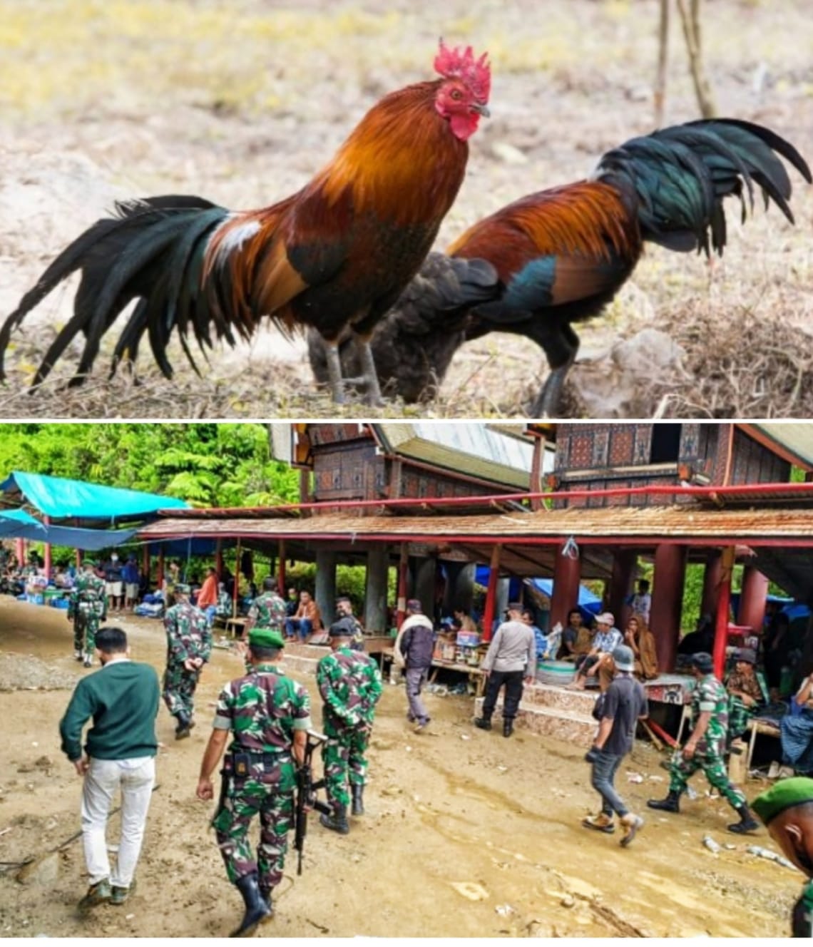 Dandim dan Polsek Sa’dan Bubarkan Sabung Ayam di Tongkonan Pa’piongan