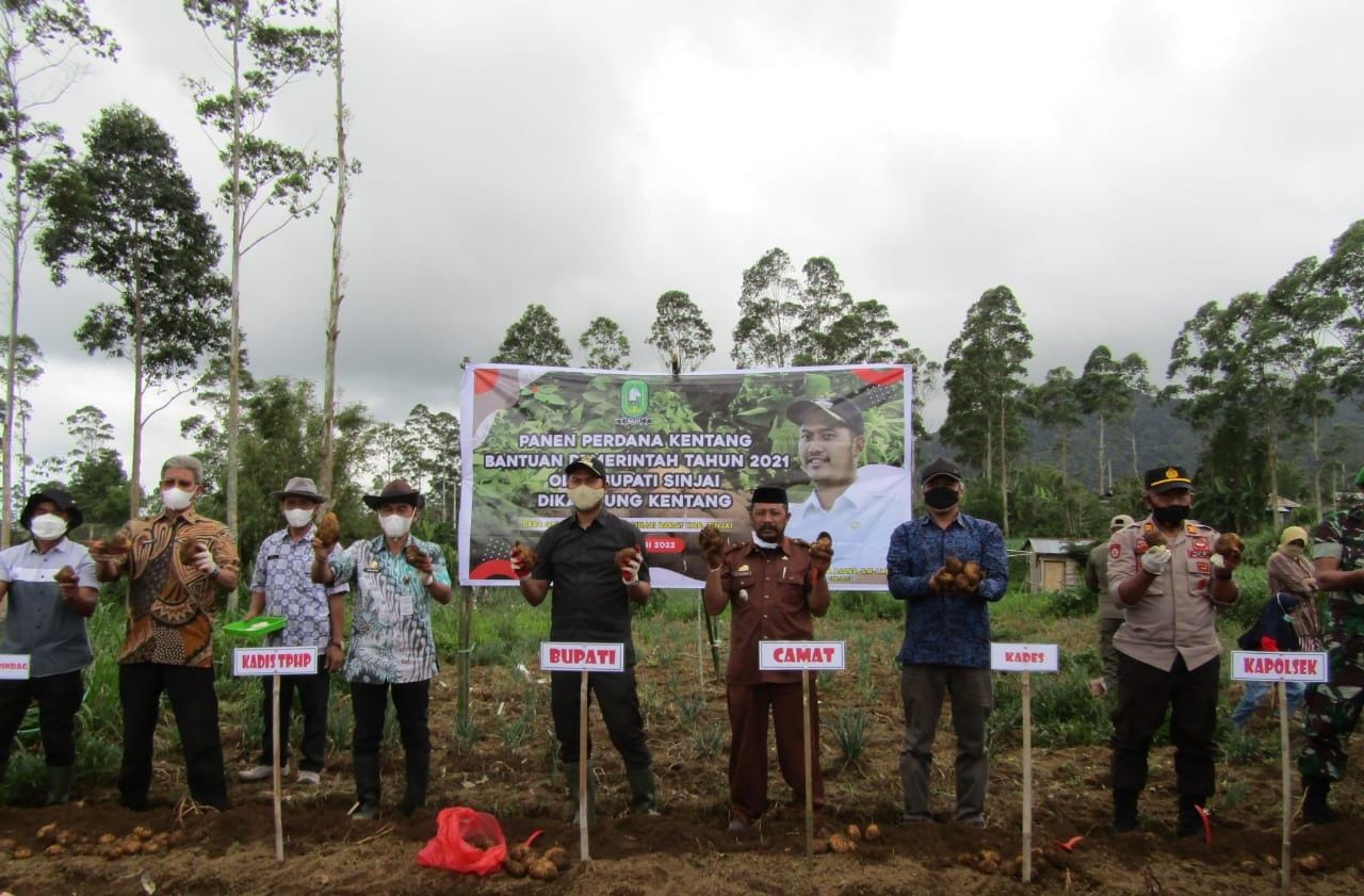 Bantuan Benih ke Petani Membuahkan Hasil, Bupati ASA Panen Perdana di Sinjai Barat
