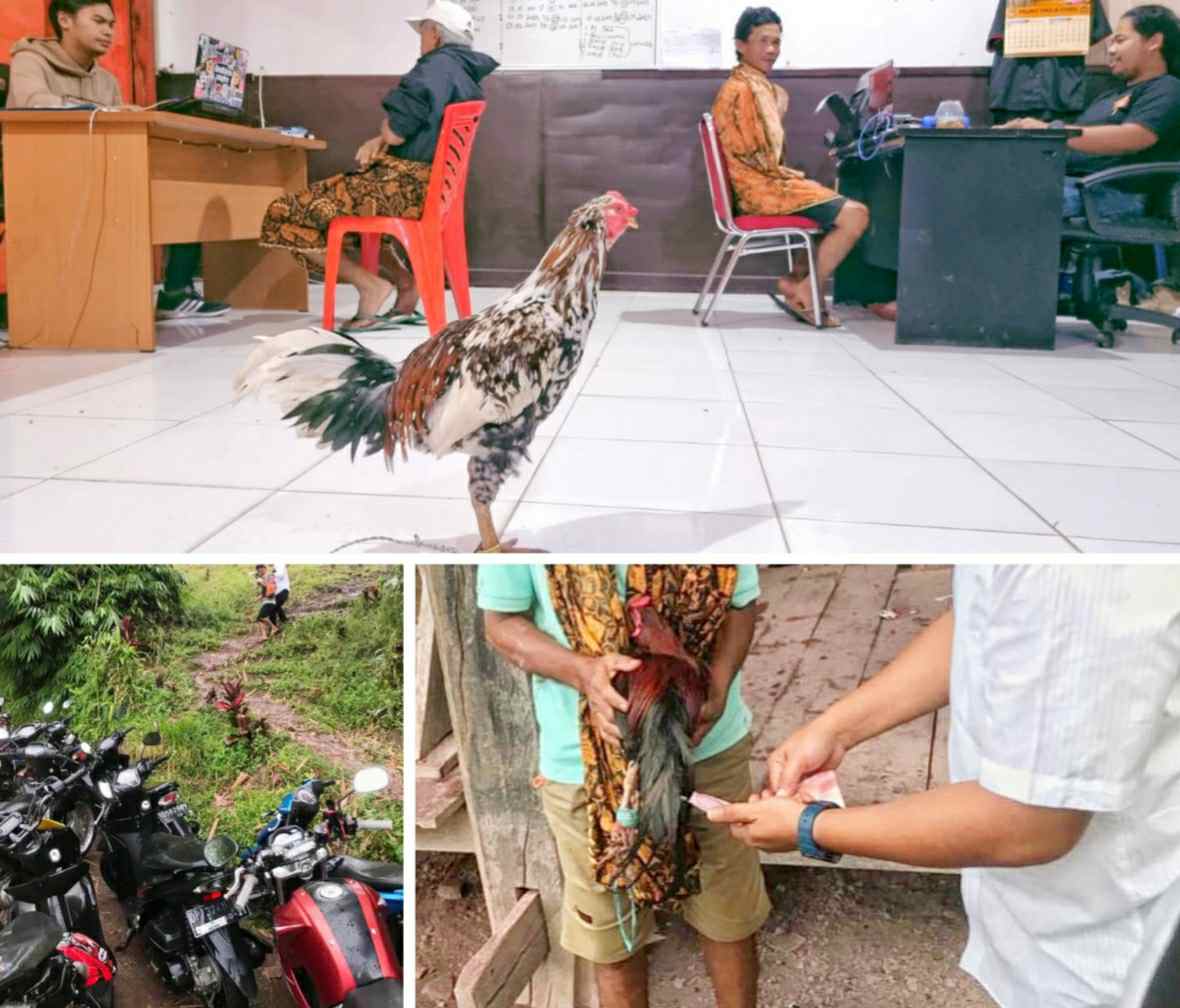 Dua Warga Diamankan Judi Sabung Ayam di Tongkonan Panakka