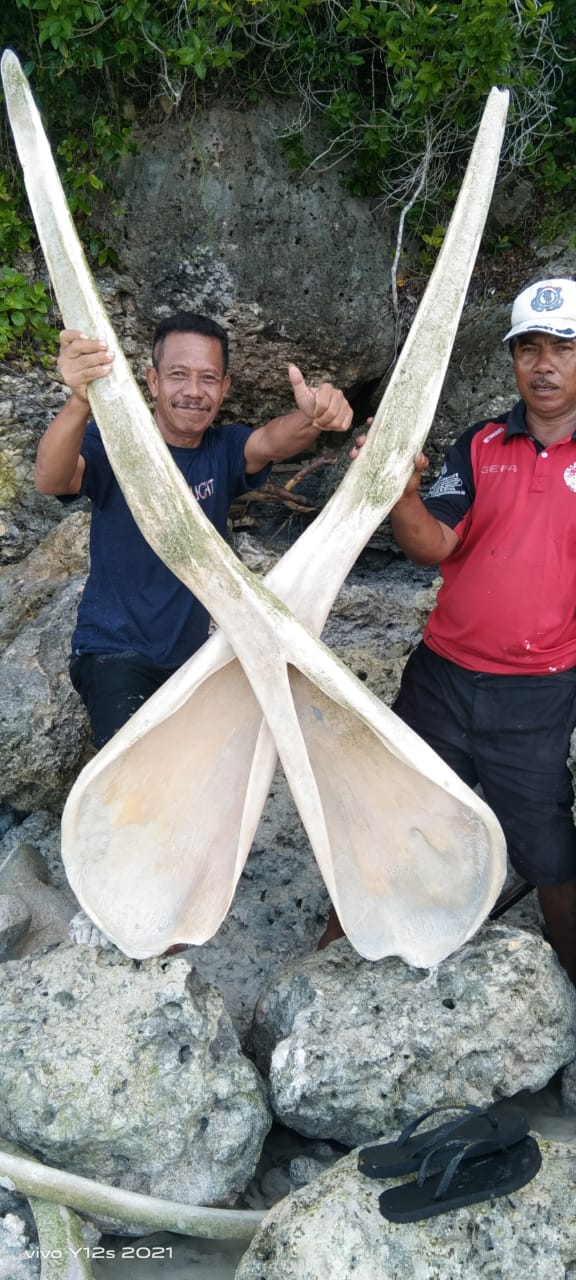 Geger, Pascagempa Ditemukan Tulang Ikan Berukuran Besar