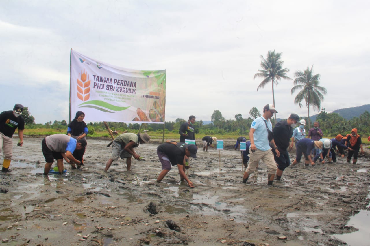 PT Vale Tanam Perdana SRI Organik di Ululere