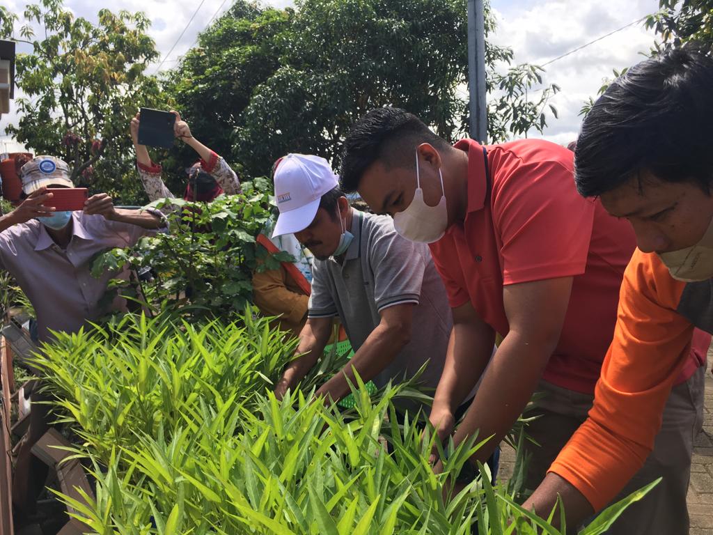 Kelompok Tani Lorong  Agrinusa Mutiara Hijau Panen Raya
