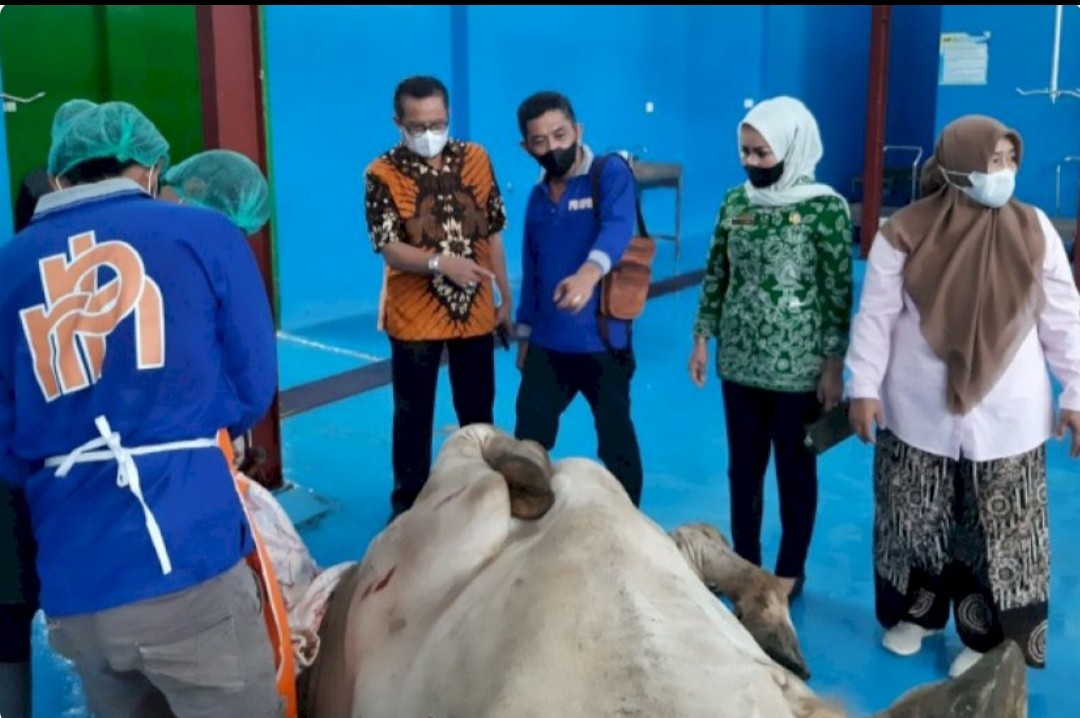 Berdikari Pasok Sapi Berkualitas untuk RPH Antang