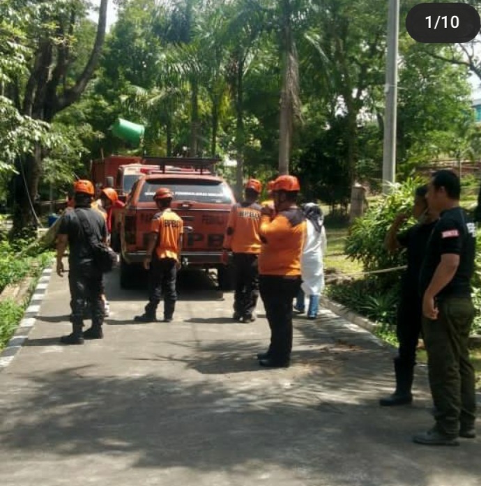 Waspada Angin Kencang BPBD Pangkas Pohon