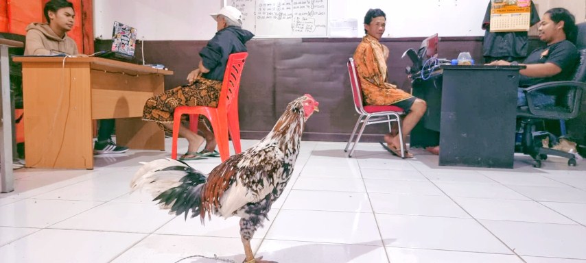 Dua Warga Diamankan Judi Sabung Ayam