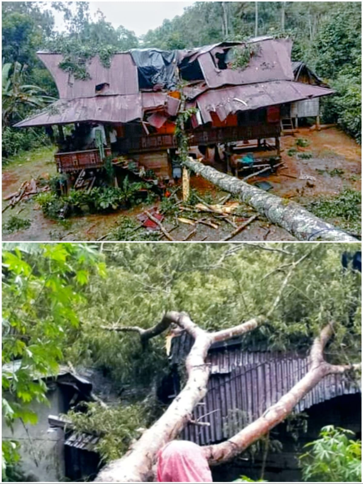 Rumah Warga Rusak Tertimpa Pohon di Tapparan