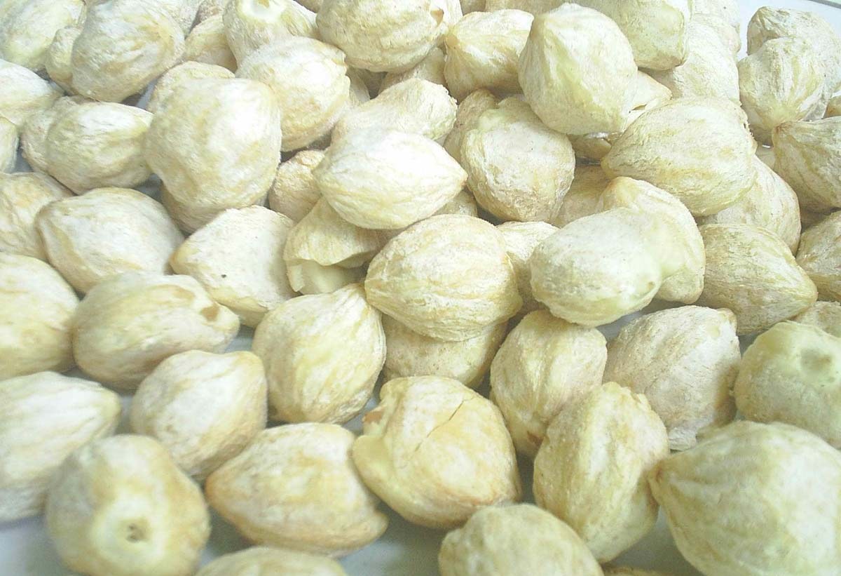 Pinrang Kirim 3 Ton  Kemiri ke Hongkong