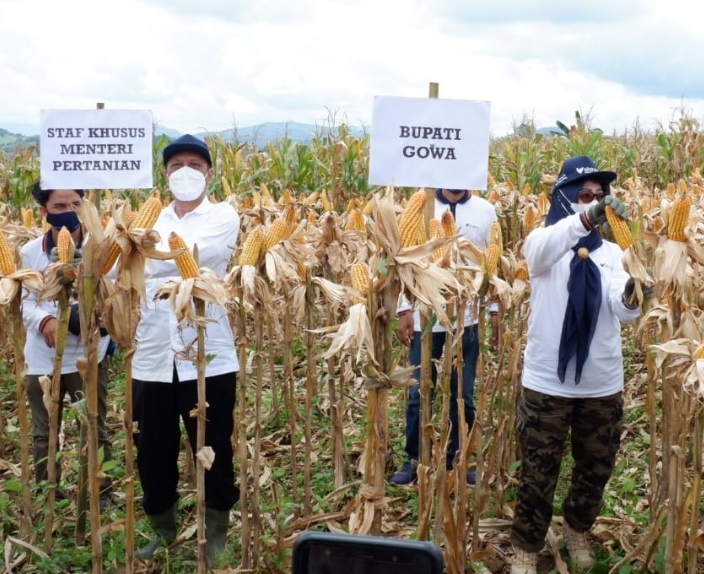 Produksi Jagung Gowa Meningkat Tiga Persen