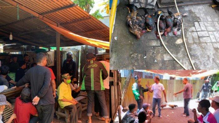 Judi Sabung Ayam di Lorong Digerebek