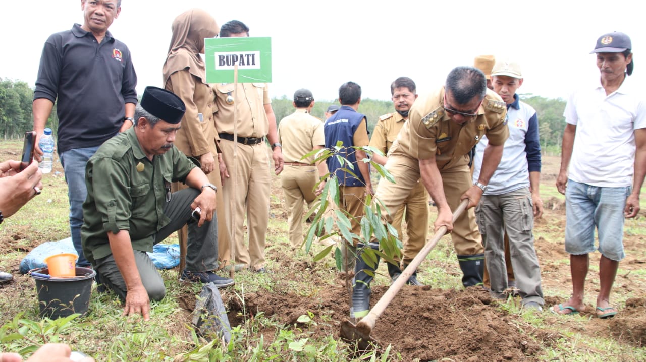 Andi Utta Bikin Kebun Percontohan Bibit di Tibona
