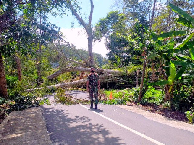 Pohon Keramat Tumbang di Tarongko Belum Dibersihkan