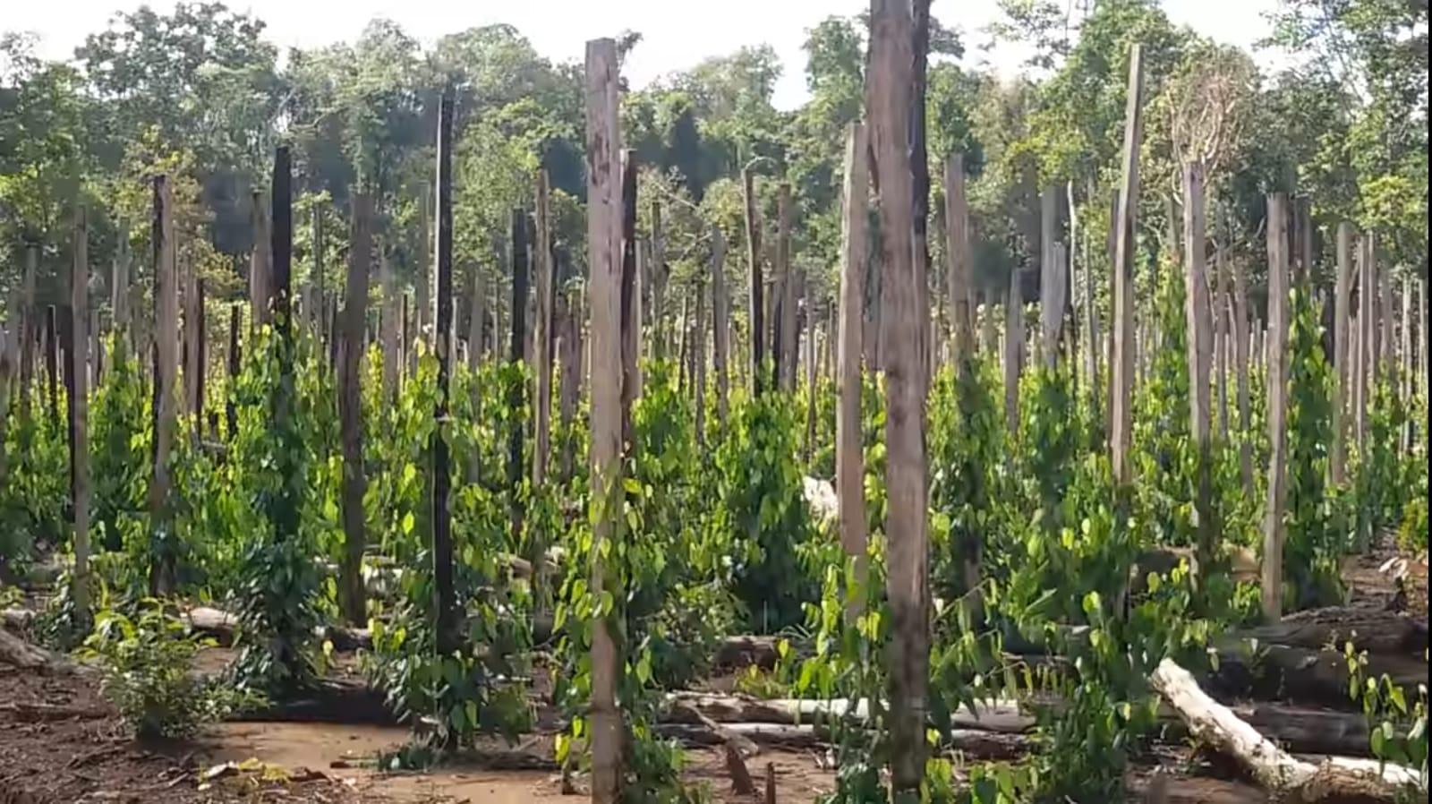 Tingkatkan Pendapatan Masyarakat Bangka Belitung, KBI Terus Dorong Penggunaan RG