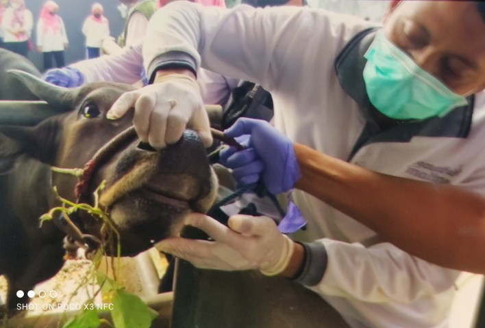 Gowa Hentikan Sementara Pasokan Sapi dari Luar