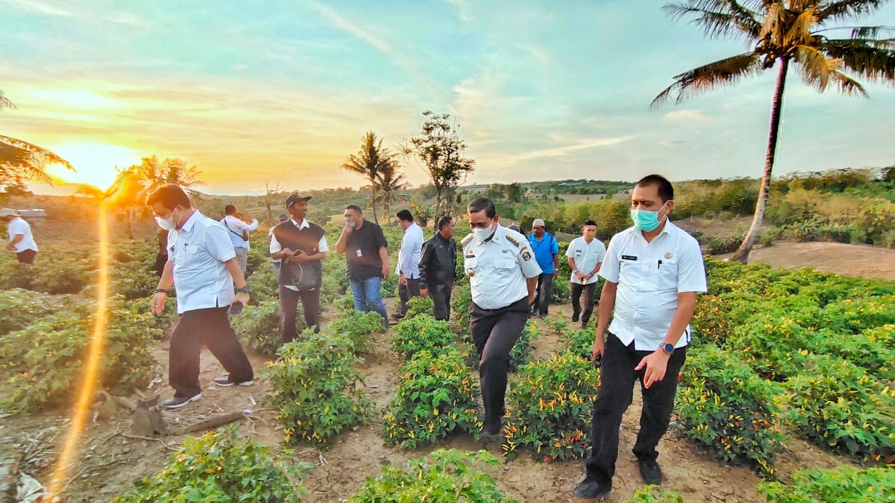 Kerja Sama Bapanas, Wajo Kirim Produksi Cabai ke Berbagai Daerah di Indonesia