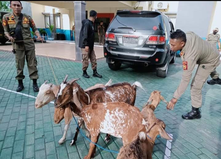 Satpol PP Tangkap Kambing Berkeliaran