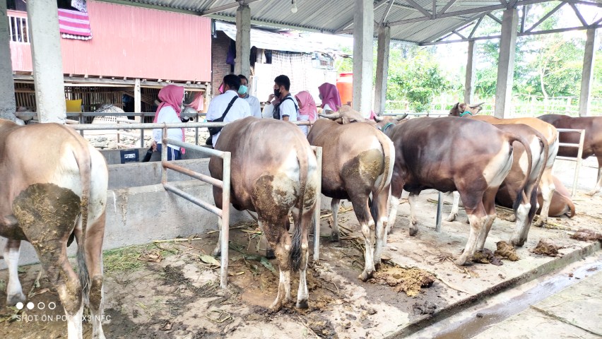 Gowa Siapkan 6.684 Ekor Sapi Siap Kurban