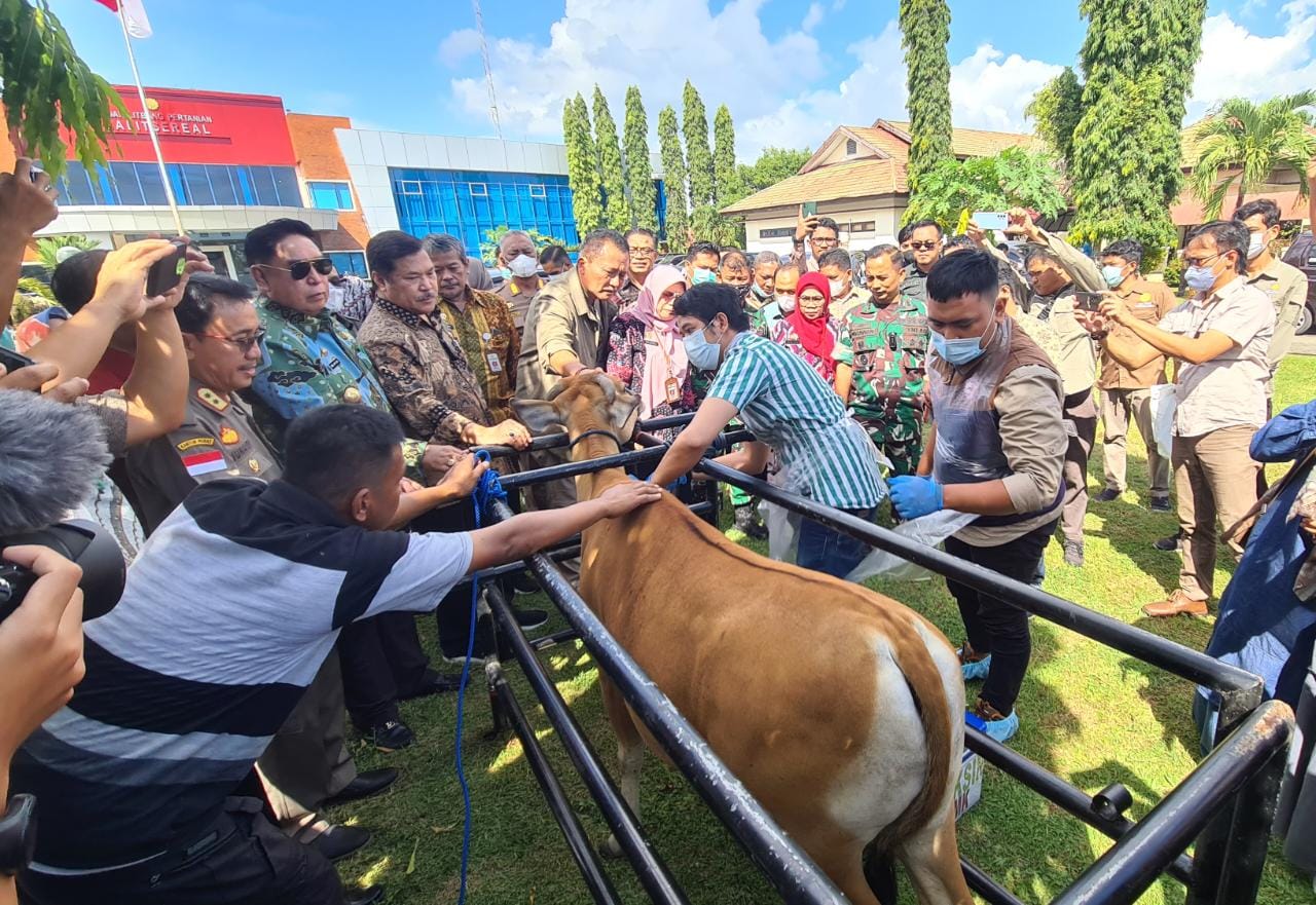 Pemotongan Paksa Sapi Terjangkit PMK di Maros