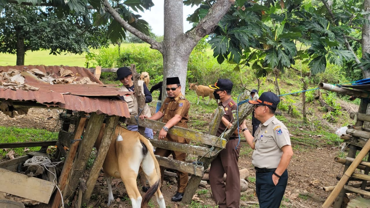 700 Ekor Sapi Vaksinasi Dosis Pertama